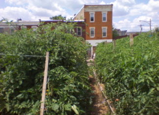 Agricultura urbana se tomará Filadelfia Impactolatin