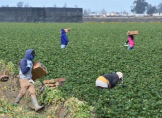 Organización al Norte de la ciudad, ayuda a 50 mil trabajadores agrícolas en PA