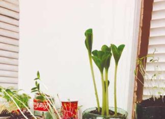 Jardinería en cuarentena