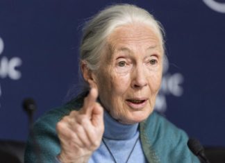 Poesía animada con la participación de Jane Goodall para un mundo más verde.