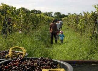 Departamento de Agricultura exhorta a asegurar cosechas ante activa huracanes.
