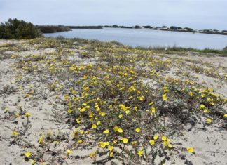 Programa de radio destacará historias de latinos defensores del medioambiente