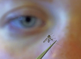 Mientras los departamentos de salud se enfocan en COVID, mosquitos vuelan libres.