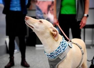 Finlandia prueba detectores caninos de coronavirus con buenos resultados