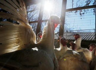 El otro lado de la moneda del Día de Acción de Gracias