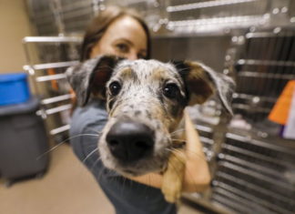 Cenas familiares y mascotas: ¿dónde está el peligro?