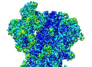 Nuevas técnicas de imagen en 3D mejoran el conocimiento del coronavirus