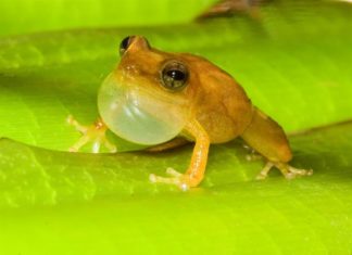 En peligro de extinción 4 especies de coquí, anfibio símbolo de Puerto Rico
