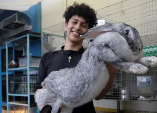 Un estudiante mexicano cría los conejos más grandes del mundo en Puebla