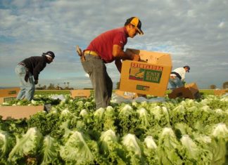 Mexicanos trabajan el campo en Puerto Rico ante falta de mano de obra local
