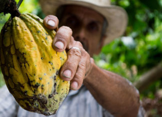 Xocolatl: el tesoro agridulce de los mayas