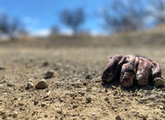 “Nadie cruza gratis, pagas con dinero o con tu cuerpo”: El multimillonario negocio de la inmigración irregular