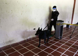 Perros policía para detectar casos de coronavirus