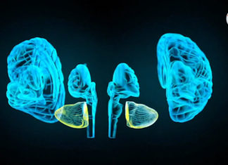 Ante la pandemia, expertos advierten: atención a los cerebros en desarrollo