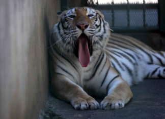 Arrestan a dueño de un tigre que andaba suelto en Houston