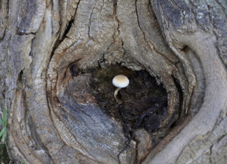 Creating safe virtual spaces: “Resilience Story Circle”