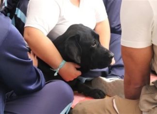 Los perros pueden detectar la covid con una precisión de hasta el 94 %