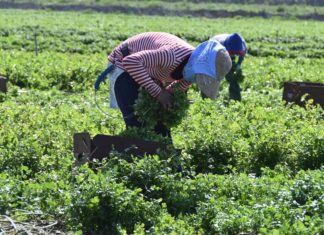 Crean programa para proteger la salud mental de los trabajadores agrícolas