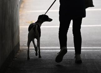 Desfile de perros alienta a residentes de geriátrico tras aislamiento de 2020
