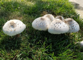 Hongos que alimentan árboles