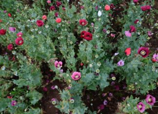 La ONU señala que México es el tercer mayor productor global de opio