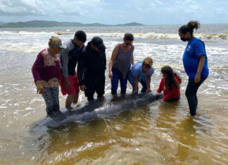 Alarma por muerte de manatíes, especie en peligro de extinción