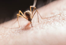 Departamento de Salud de Filadelfia realizará fumigación contra mosquitos en el noroeste de la ciudad