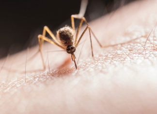 Health Department to Spray Larvicide for Mosquitoes by Greenmount Cemetery