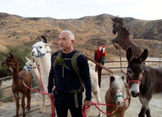 César Millán quiere ahora ser «encantador de humanos» para ayudar al planeta