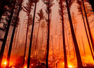 Incendios forestales afectan la calidad del aire en todo Estados Unidos