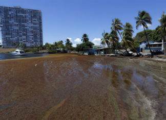 Proyecto apunta a hacer de Puerto Rico «hub» para obtener energía del sargazo