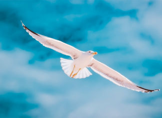 La emoción de un abrazo sin fronteras