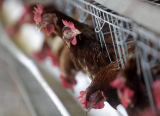 Decenas de latinos dicen haber enfermado por un químico en una planta avícola