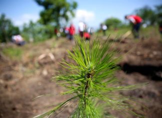 Canadá prevé plantar 2.000 millones de árboles para combatir crisis climática