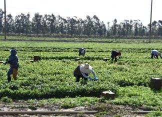 Acuerdo migratorio resolvería escasez de trabajadores en EEUU, dicen expertos