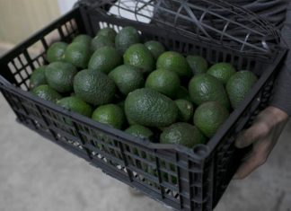 Aguacate mexicano, contra las cuerdas en EE.UU. por inseguridad en Michoacán