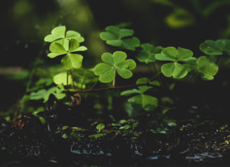 Día de San Patricio