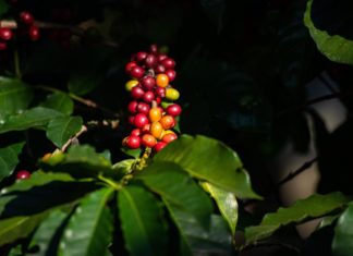 Beber café, un placer cada vez más costoso en América Latina