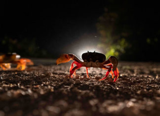 Cangrejos cubanos desafían barreras humanas… por amor