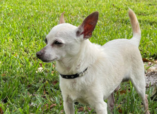 El perro más viejo del mundo es un chihuahua y vive en Florida