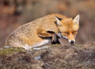 Un zorro muerde a un legislador en los alrededores del Capitolio de EE.UU.