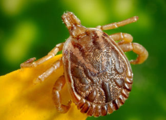 Watch out for ticks