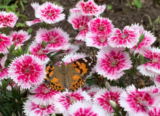 Maestras que llevan la educación a otro nivel