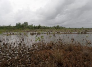 Desaparecen los colores de la laguna de Bacalar del Caribe de México