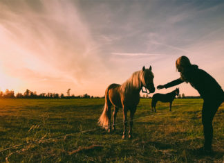 El liderazgo tiene poco que ver con el dominio y la fuerza