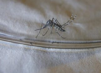 Rociaran larvicida para mosquitos en Kensington este miércoles