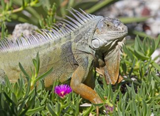 Cientos de especies invasoras amenazan el medioambiente en Florida