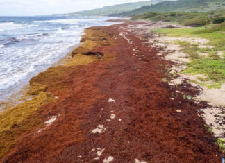 Algas «devastadoras» asfixian las costas del Caribe