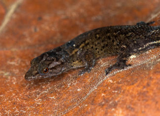 Descubren una nueva especie de reptil
