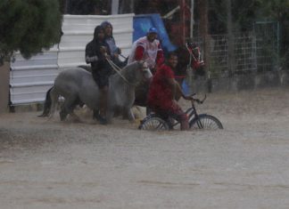 Llegan a Miami 30 animales de un refugio afectado por Fiona en Puerto Rico